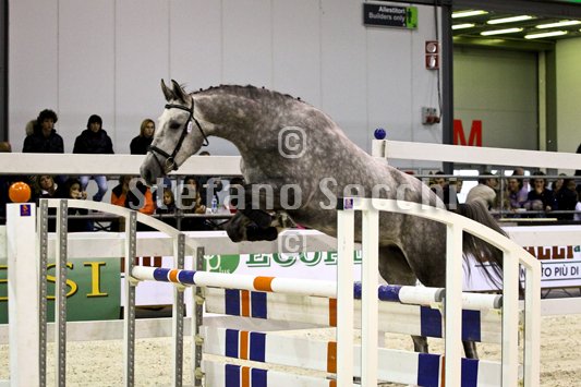 DUECENTO CAREZZE_MILANO_2010_SS3_1424.jpg